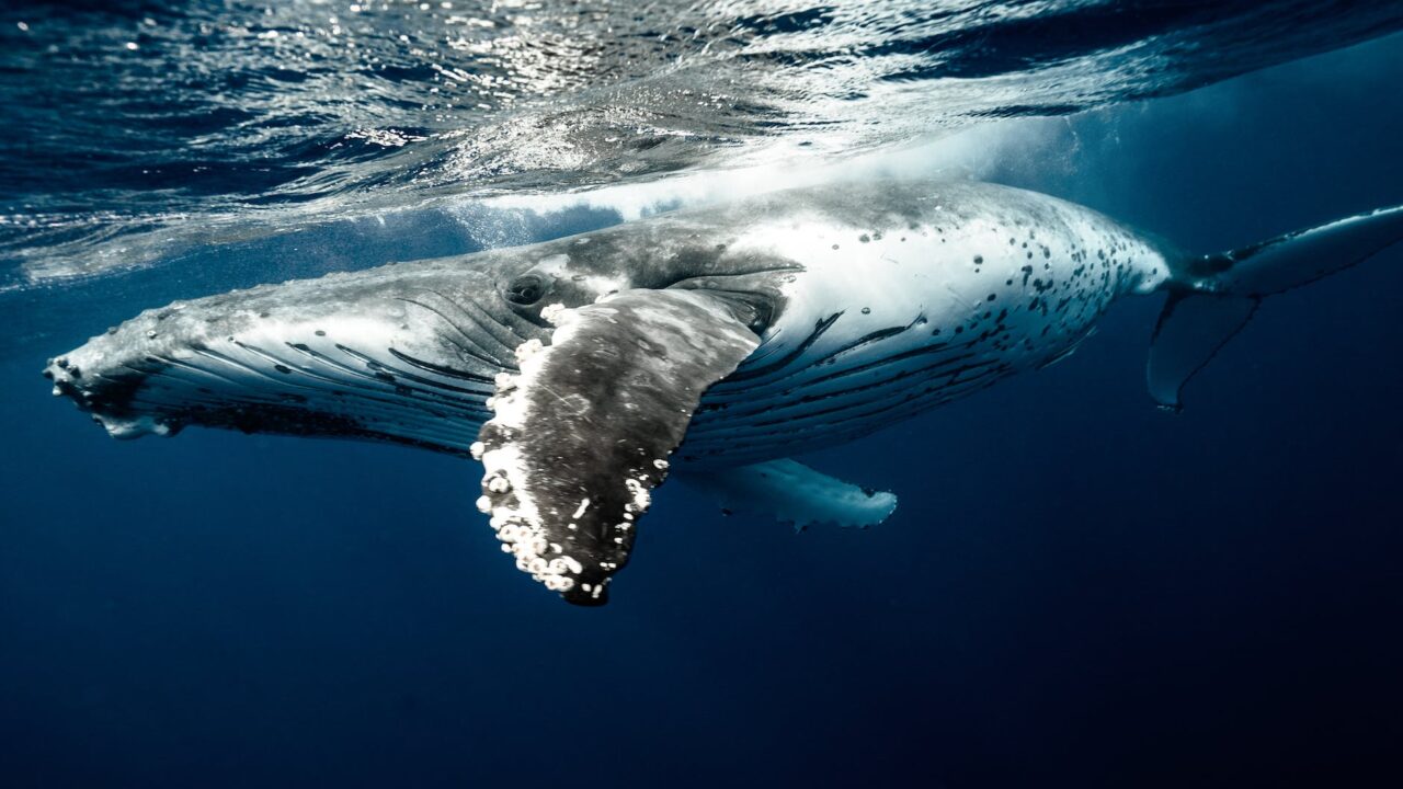 humpback whale underwater