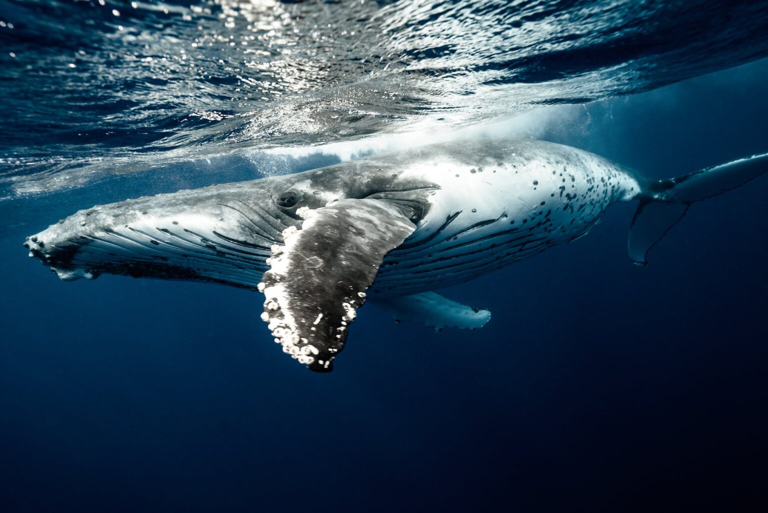 humpback whale underwater