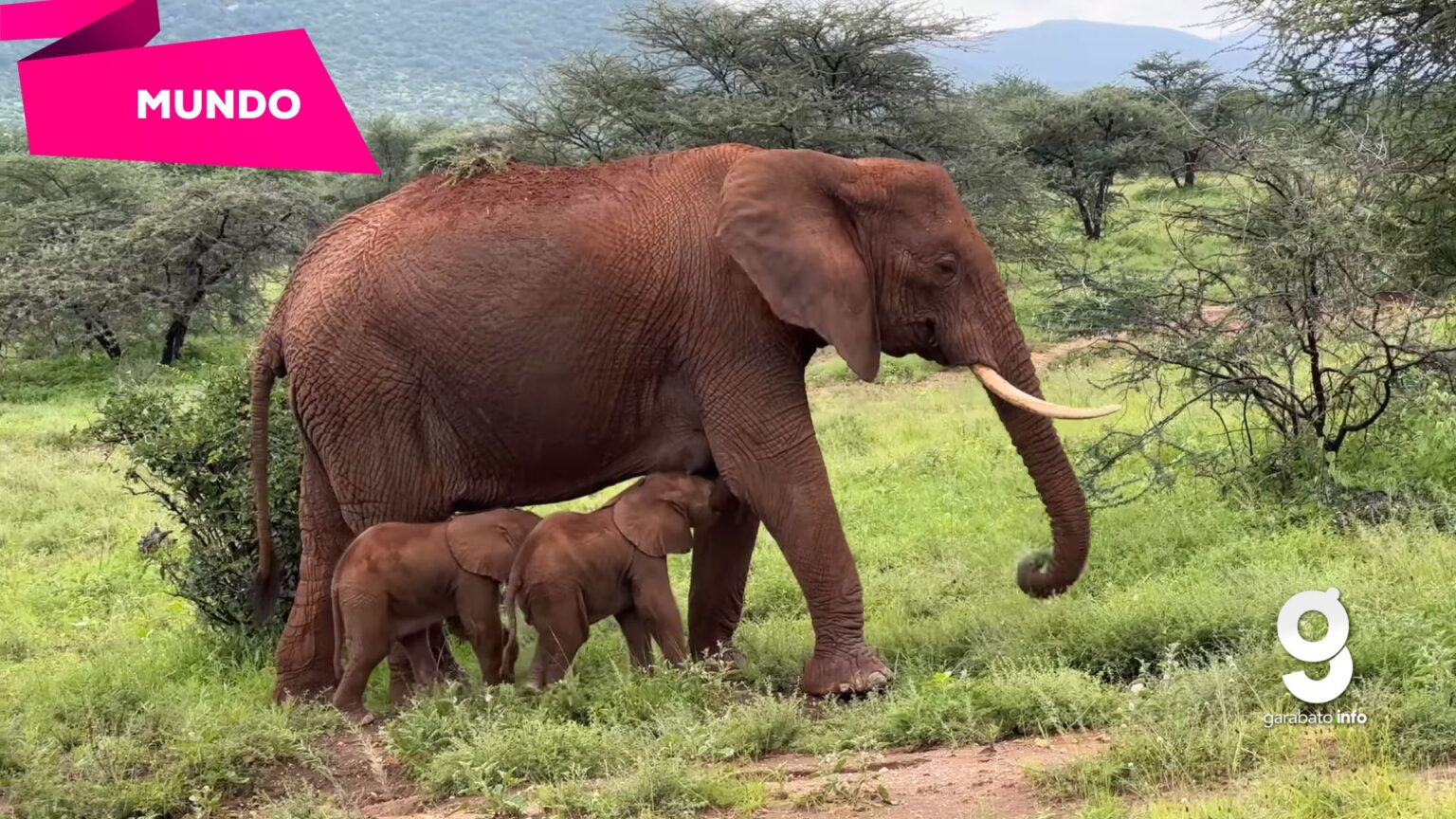 Nacen elefantes gemelos en Kenia