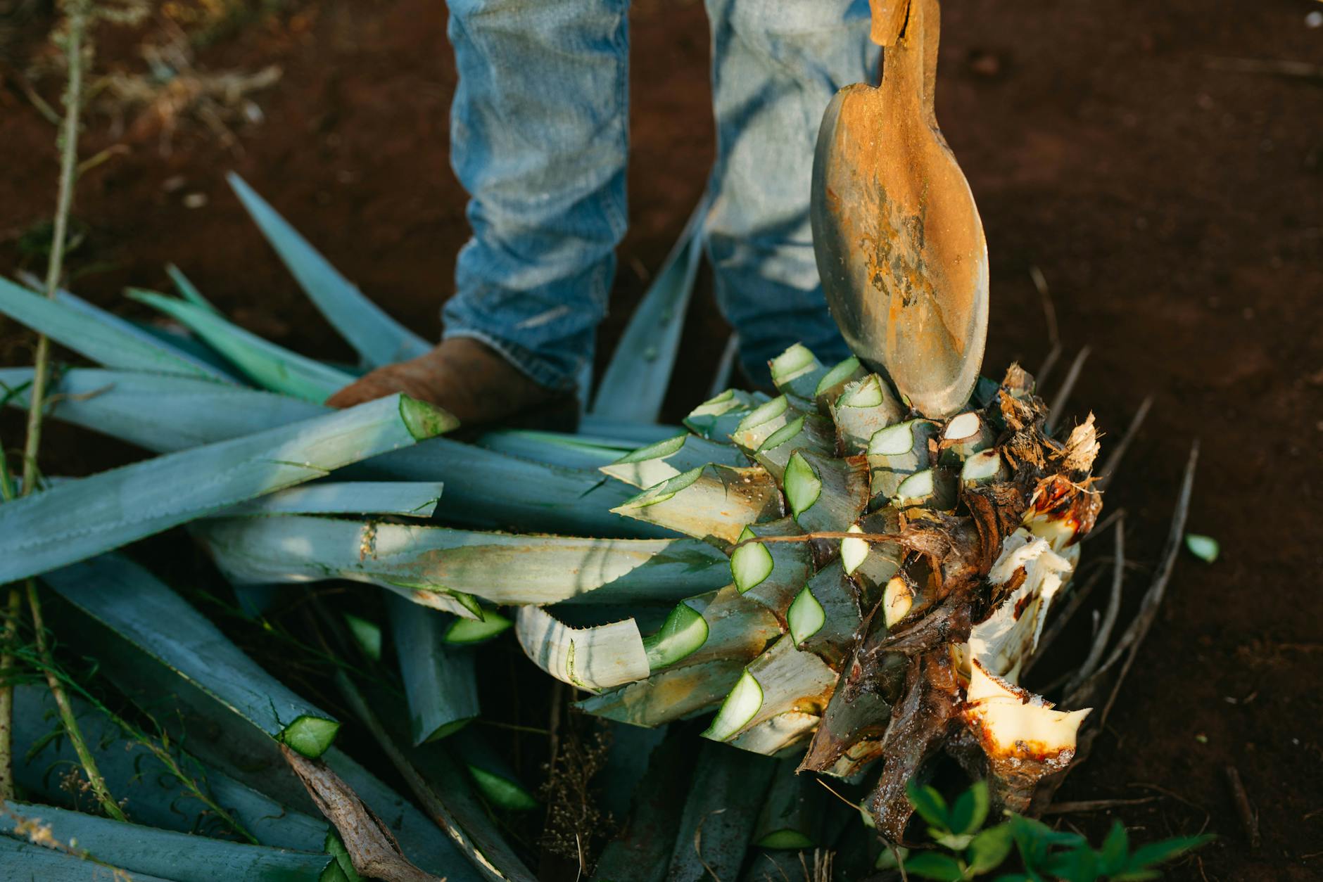 ripe agave harvest