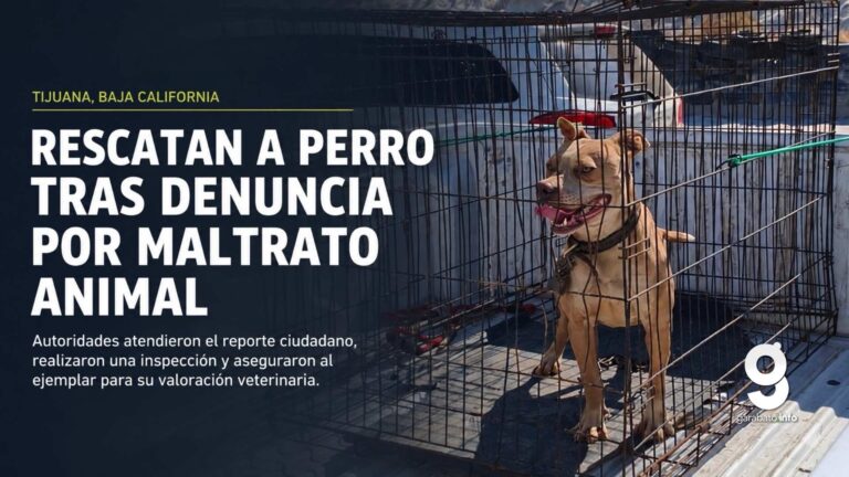Rescatan a perro tras denuncia por presunto maltrato en Tijuana
