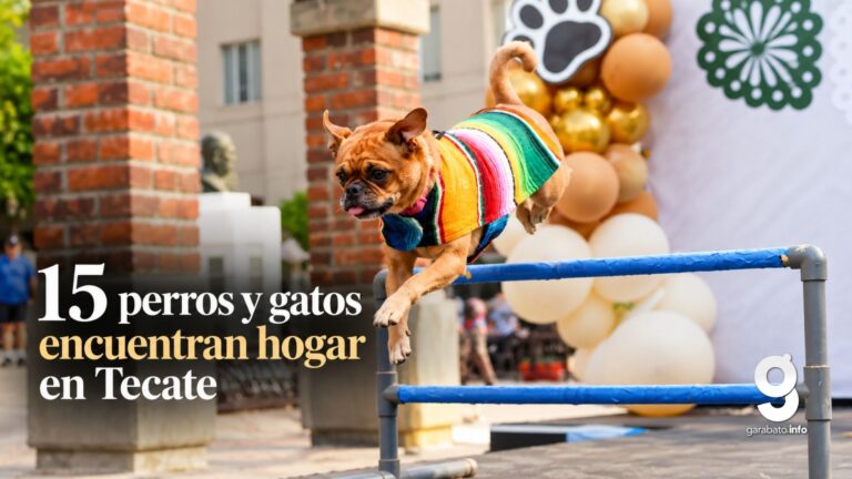 15 perros y gatos encuentran hogar en feria de adopción de Tecate