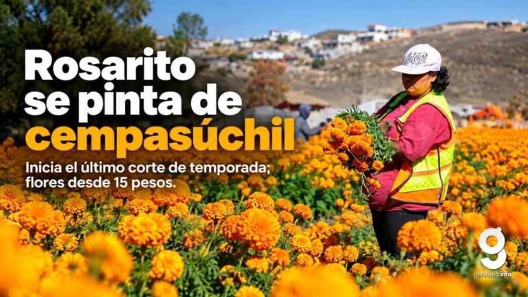 Último corte de cempasúchil en Rosarito previo al Día de Muertos