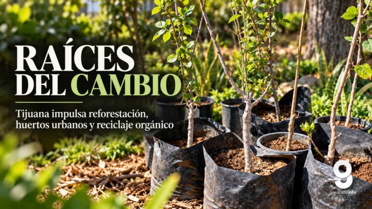 Tijuana transforma pinos navideños en abono para reforestar